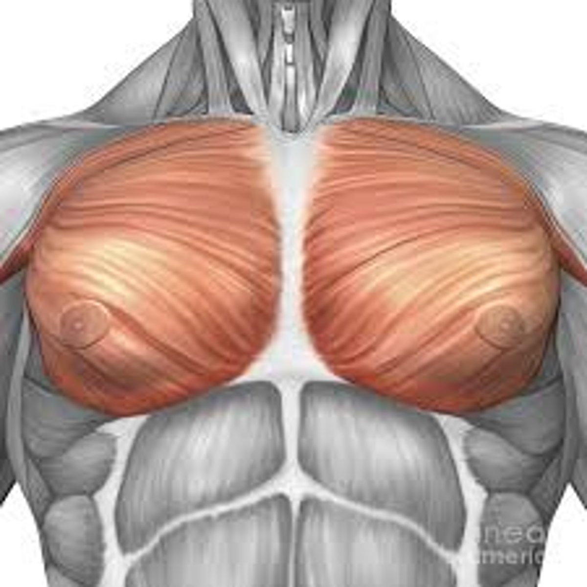 <p>These are your chest muscles and they create adduction at the shoulder across the chest</p>