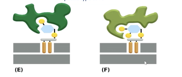 <p>What is phosphorylation of inositols?</p>