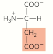 <p>Negative charge</p>