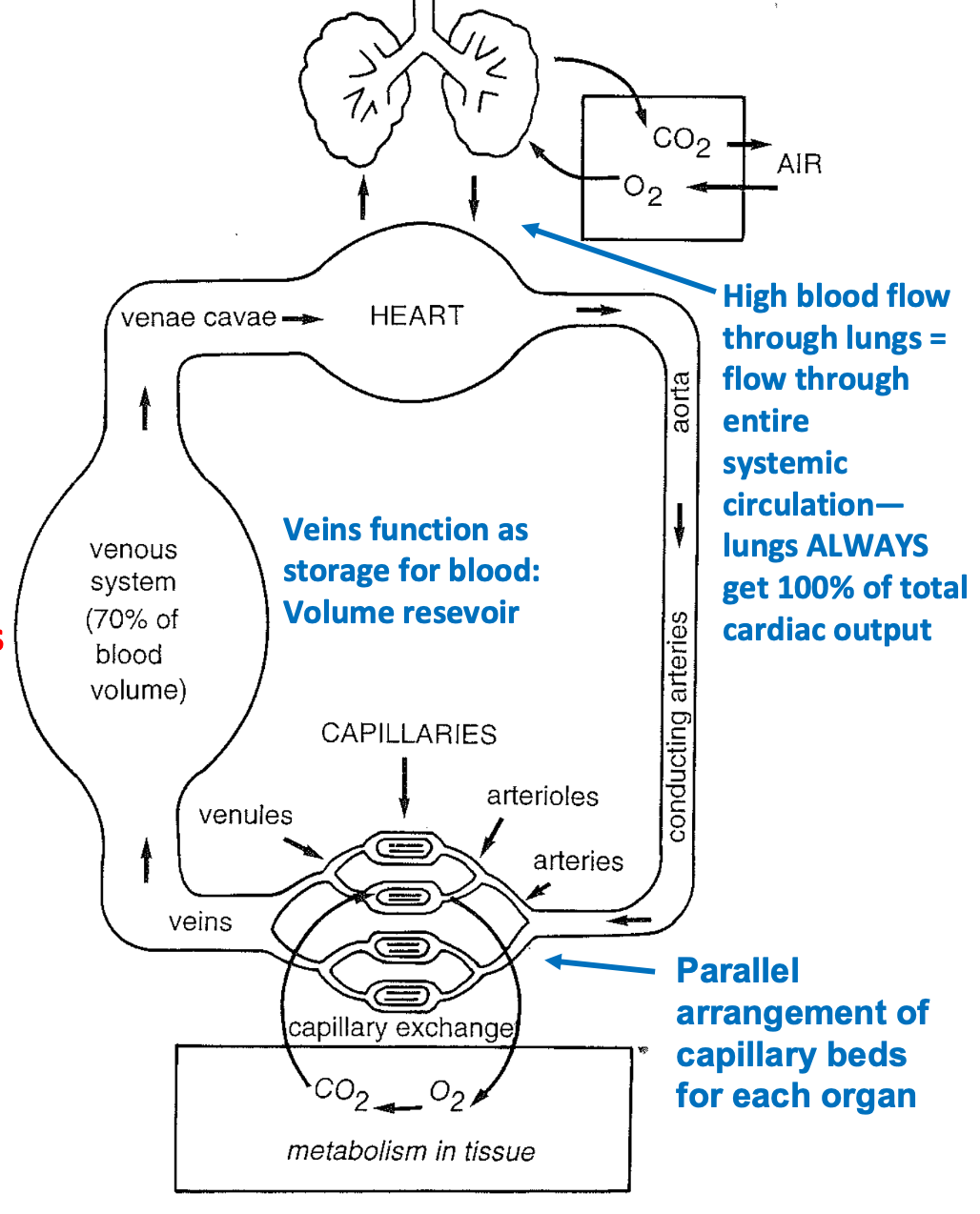<ol><li><p>Right heart pumps deoxygenated \n blood to lungs</p><ol><li><p>Drop off CO2</p></li><li><p>Pick up O2</p></li><li><p>High blood flow through lungs = flow through \n entire systemic circulation</p></li><li><p>Lungs ALWAYS get 100% of total cardiac output</p></li></ol></li><li><p>Left heart pumps newly oxygenated blood to systemic circulation</p><ol><li><p>Aorta&gt;other arteries&gt;arterioles&gt;capillaries</p></li></ol></li><li><p>Progressively branching arteries \n lead to capillary beds and gas exchange</p><ol><li><p>Drop off O2</p></li><li><p>Pick up CO2</p></li></ol></li><li><p>Veins return blood back to heart to begin cycle again</p><ol><li><p>Venules&lt;Veins&lt;Vena Cava</p></li></ol></li></ol>