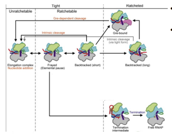 <p>as polymerase elongates, there is an RNA:DNA hybrid of 9-12 bp in the transcription bubble - starts and pauses, which allow for the ribosome to catch up</p><p>the high fidelity is due to the proof-reading activity</p><p>if the RNAP incorporates the wrong incorrect NTP:</p><ol><li><p>it backtracks on the DNA template, this motion moves the nascent RNA out of the active site</p></li><li><p>after backtracking for correction ~5 nucleotides the pol pauses and recently added bases are cleaved off by nuclease activity while in the backtracked state</p></li><li><p>pol resumes polymerization with new 3’ end available from the cleavage event</p></li></ol><ul><li><p>e. coli RNA polymerase has high fidelity and proofreading activity</p></li><li><p>RNA pol adopts conformations related to its function based on the stage of transcription (T and R)</p></li></ul><p></p>