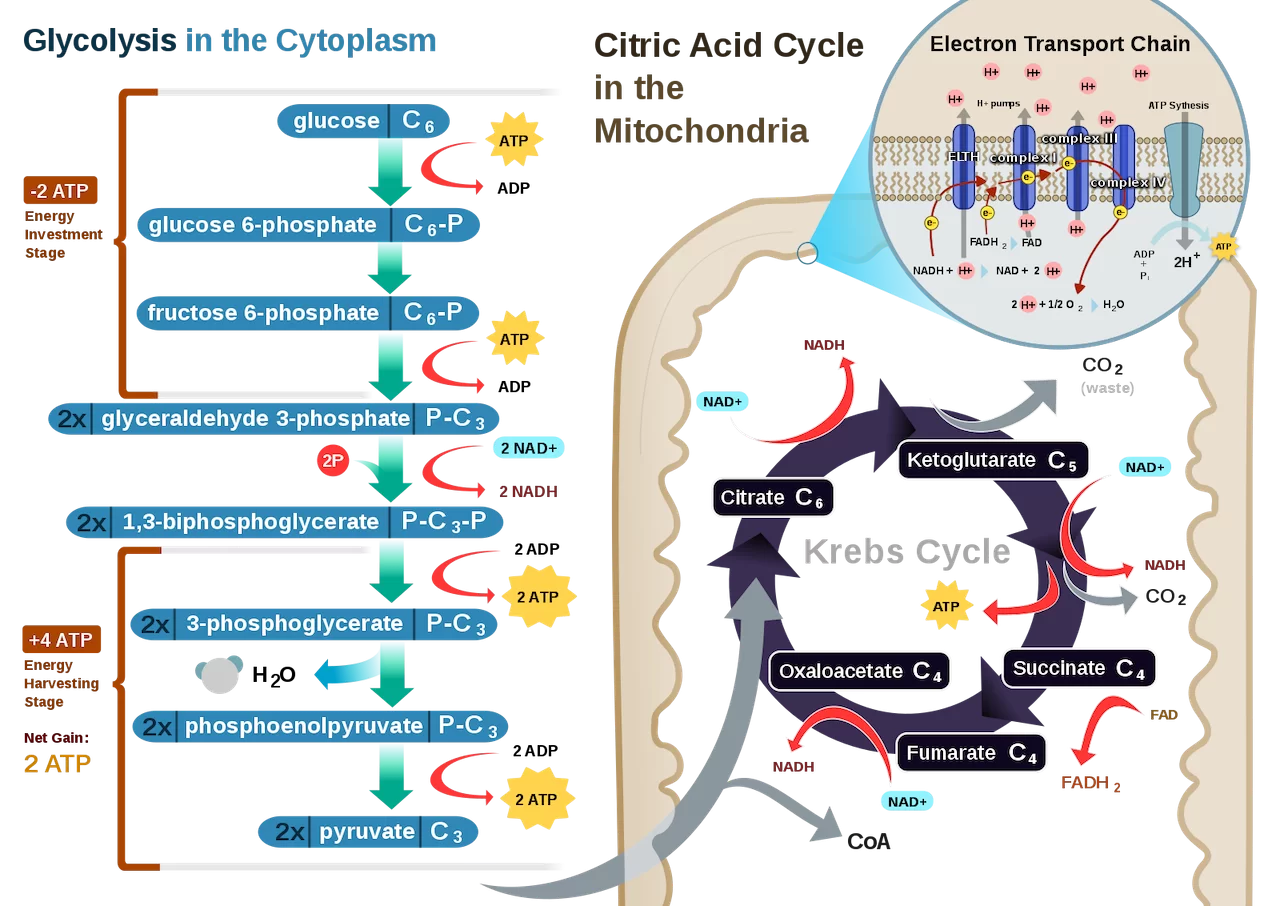 <p>This is where the <strong>mitochondria</strong> and their importance in the process become apparent. The mitochondrion is a cellular unit called an <strong>organelle</strong> composed of two membranes, an inner and outer membrane.</p>