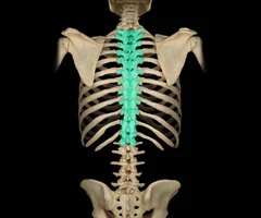 Composed of 26bones

* 24 individual vertebrae
  Cervical vertebrae: Seven bones of the neck
  Thoracic vertebrae: Twelve bones that help form the superior region of the back and articulate with the ribs
  Lumbar vertebrae: Five bones that help form the inferior, concave region of the back
* Two inferior bones are fusions of several vertebrae •
  Sacrum: Five fused vertebrae
  Coccyx: Four fused vertebrae forming the "tailbone"