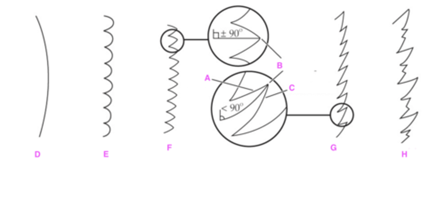 <p>Label structures A-H with proper leaf margin terminology.</p><p>(hint: A &amp; C are asking for the term for these <em>sides</em>)</p>