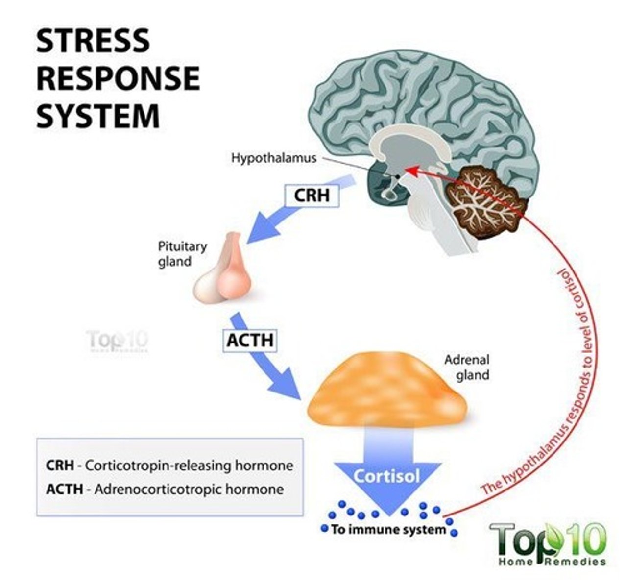 <p>(B) enhance, suppress</p><p>Cortisol is an "awake" or "stress" hormone that increases metabolism and stress, which will suppress relaxation and sleep</p>
