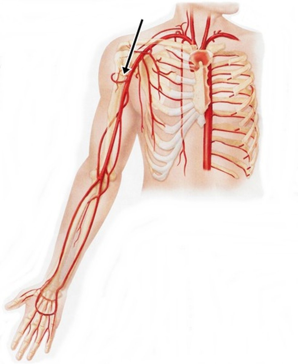 <p>3rd branch off 3rd part of axillary artery - found in the quadrangular/quadrilateral space, participates in the arterial anastomosis of the posterior shoulder</p>