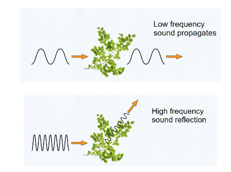 <p>High frequency sounds attenuate <strong>more</strong> over a long distance.</p><ul><li><p>more likely to reflect off of (bounce off) something</p></li></ul><p>Low frequency sounds attenuate <strong>less</strong> over a short distance.</p><ul><li><p>more likely to propagate (go through) something</p></li></ul><p></p>