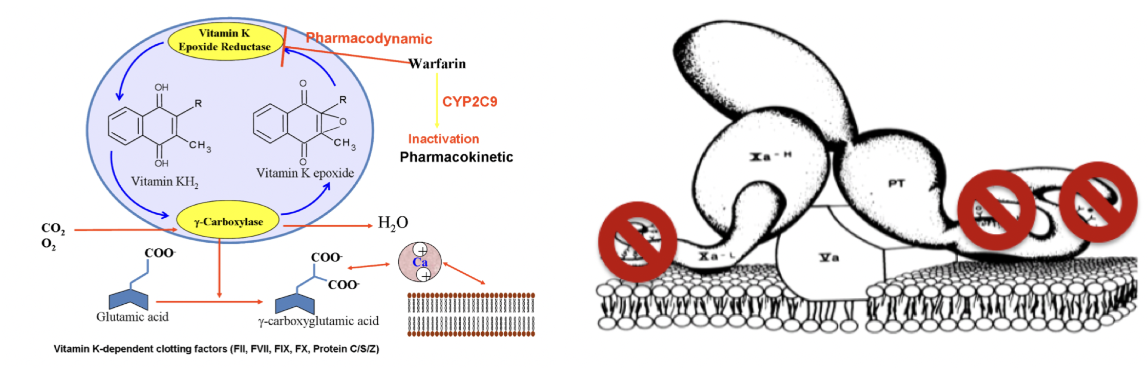 <p><strong>Warfarin</strong>: Antivitamin-K (AVK). Inhiberar vitamin K-cykeln genom att hämma enzymatisk aktivitet. Krävs för syntes av faktor 1972 och protein C + S. </p><ul><li><p>Kräver monitorering med PK(INR)</p></li><li><p>Ska ej ges till gravida - skadar fostret</p></li></ul><p><strong>NOAK/DOAK</strong>: Direktverkande oral anti-koagulantia. Hämmar antingen trombin eller fX direkt. Lika bra effekt som warfarin. Kräver ingen monitorering. </p><ul><li><p>Lättare att dosera</p></li><li><p>Ges till pat med förmaksflimmer</p></li><li><p>Ges till pat med VTE</p></li></ul>