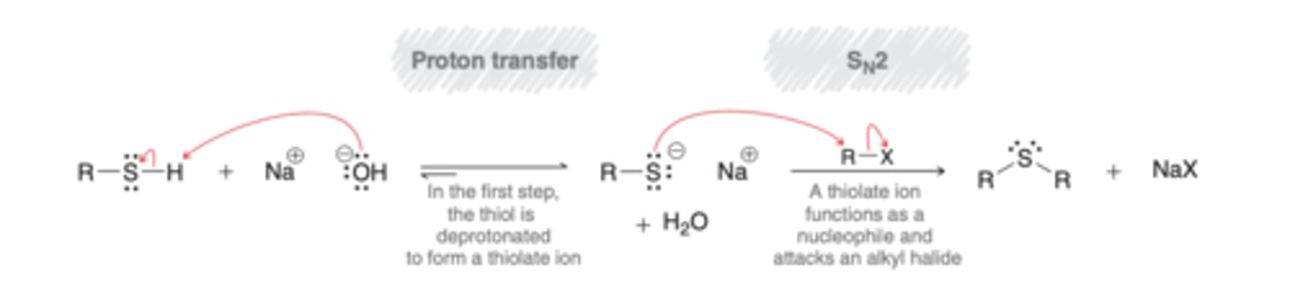 <p>Thiourea (S=NH2-NH2) reacts with alkyl halide (R-X) -&gt; Thiol (R-SH)</p><p>thiolate is a weak base but strong nucleophile</p>