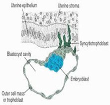 <p><mark data-color="red">First trimester: implantation</mark></p><p>Can you label, describe and explain what this diagram is/shows?</p>