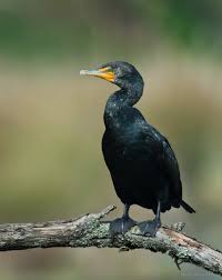 <p>Cormorants</p>
