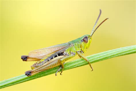 <p>(Unterordnung)</p>