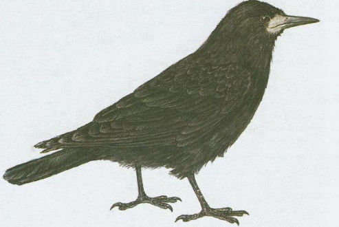 term image