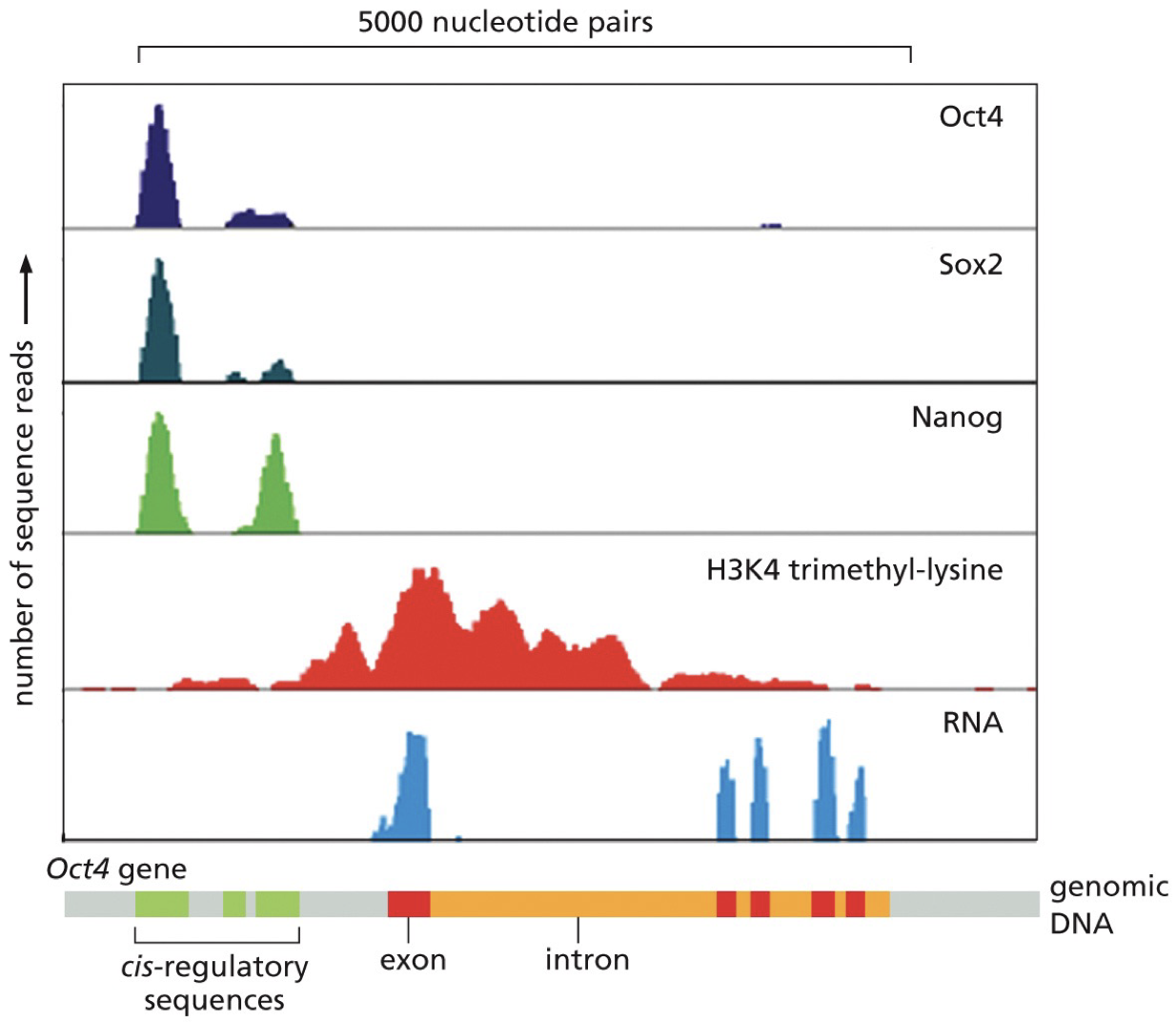 The top is ChIP-seq, the bottom is RNA-seq.