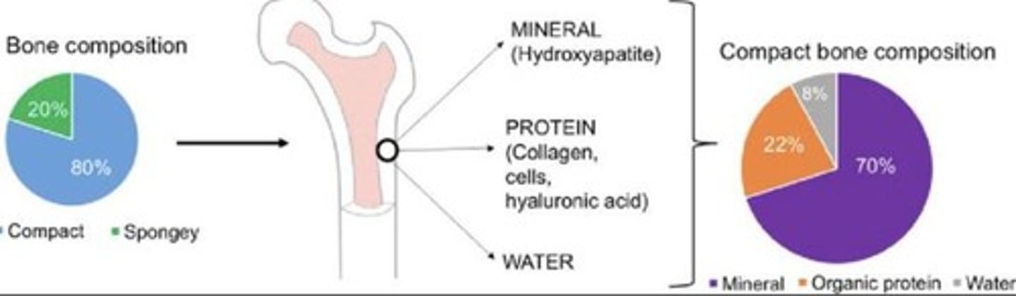 <p>Support, protection, movement, electrolyte balance.</p>