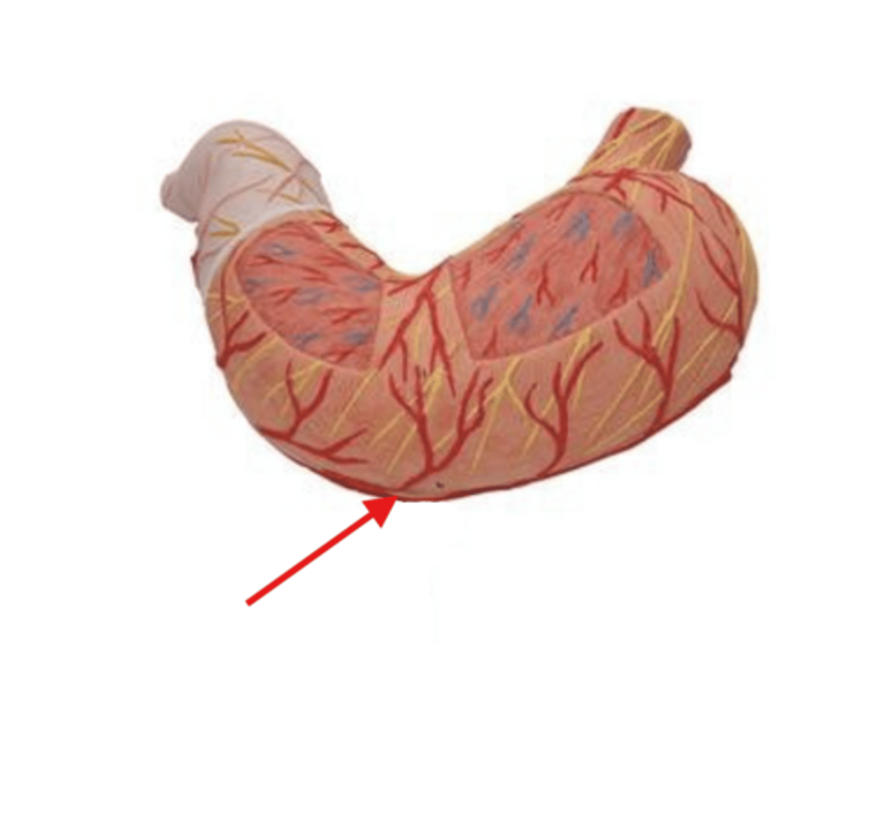 <p>curve</p>