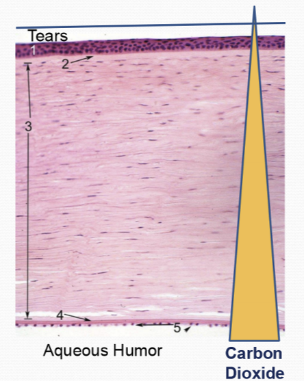 <p>Larger pCO2 in AH than pCO2 of tears </p>