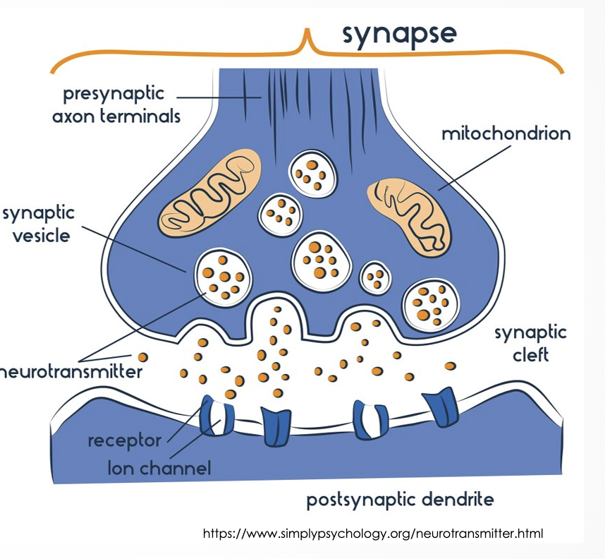 <ul><li><p class="Paragraph WhiteSpaceCollapse SCXP153950417 BCX0" style="text-align: left;"><span><span>Depolarization of terminal causes sodium influx and opens channels in postsynaptic neuron</span></span><span style="line-height: 0px;"><span>​</span></span></p></li><li><p class="Paragraph WhiteSpaceCollapse SCXP153950417 BCX0" style="text-align: left;"><span><span>Neurotransmitters are released </span></span><span style="line-height: 0px;"><span>​</span></span></p></li><li><p class="Paragraph WhiteSpaceCollapse SCXP153950417 BCX0" style="text-align: left;"><span><span>Drugs will affect this process by blocking transmission, increase or decrease the release of neurotransmitters,allow for reuptake of neurotransmitter back into the presynaptic terminal, or change the properties of the membrane</span></span></p></li></ul><p></p>