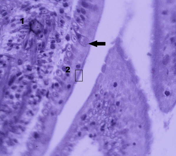term image