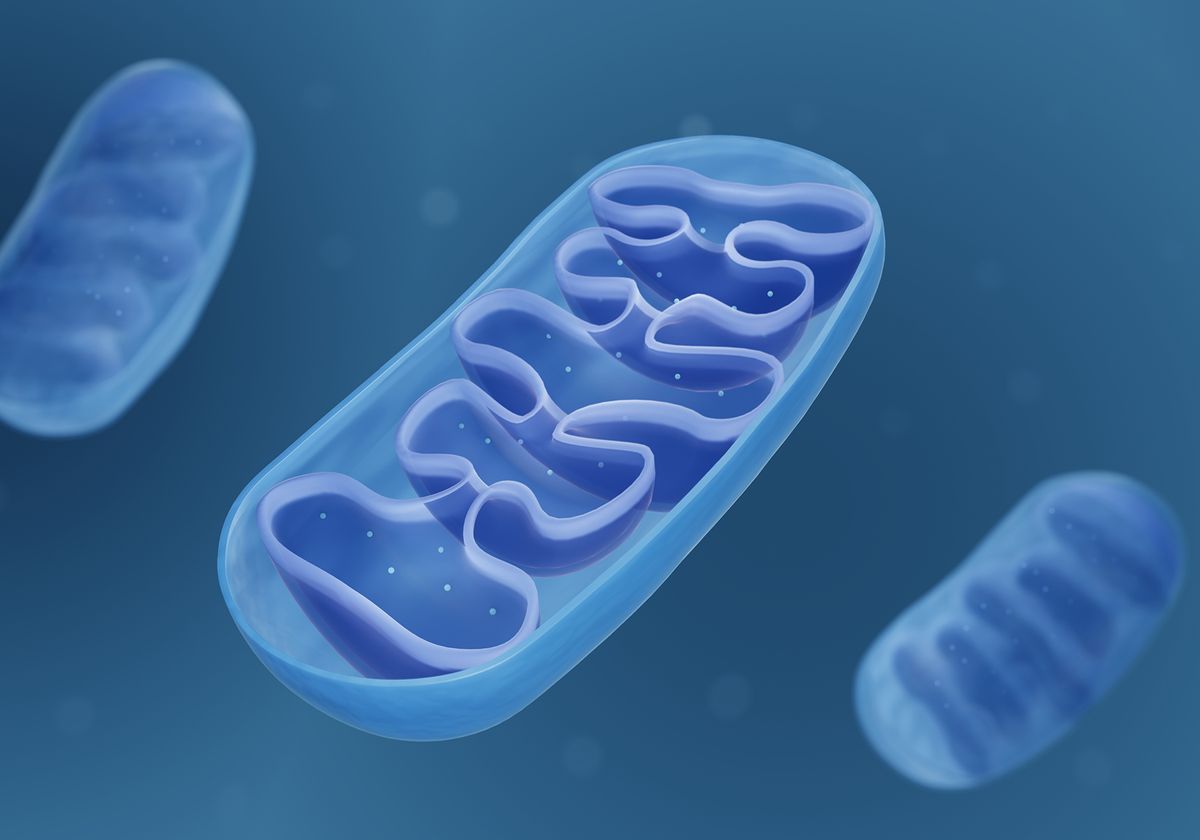 <ul><li><p>site of cellular respiration</p></li><li><p>double membrane</p></li><li><p>has folds → increase surface area</p></li></ul><p></p>