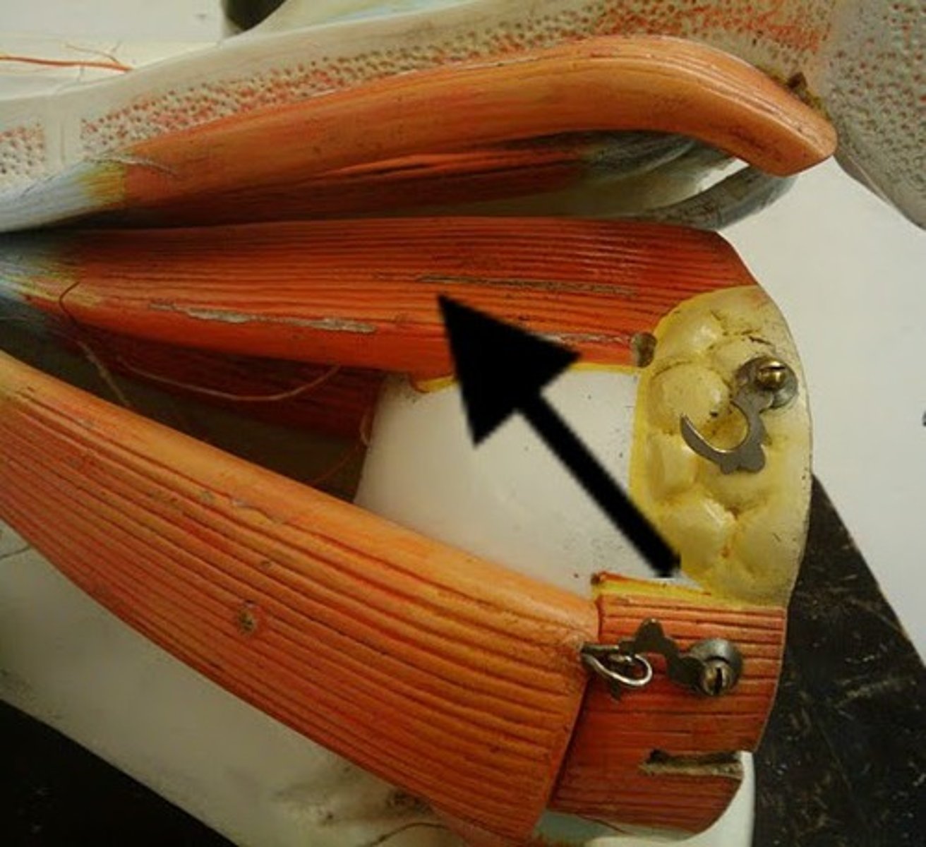 <p>Top most eye muscle</p>