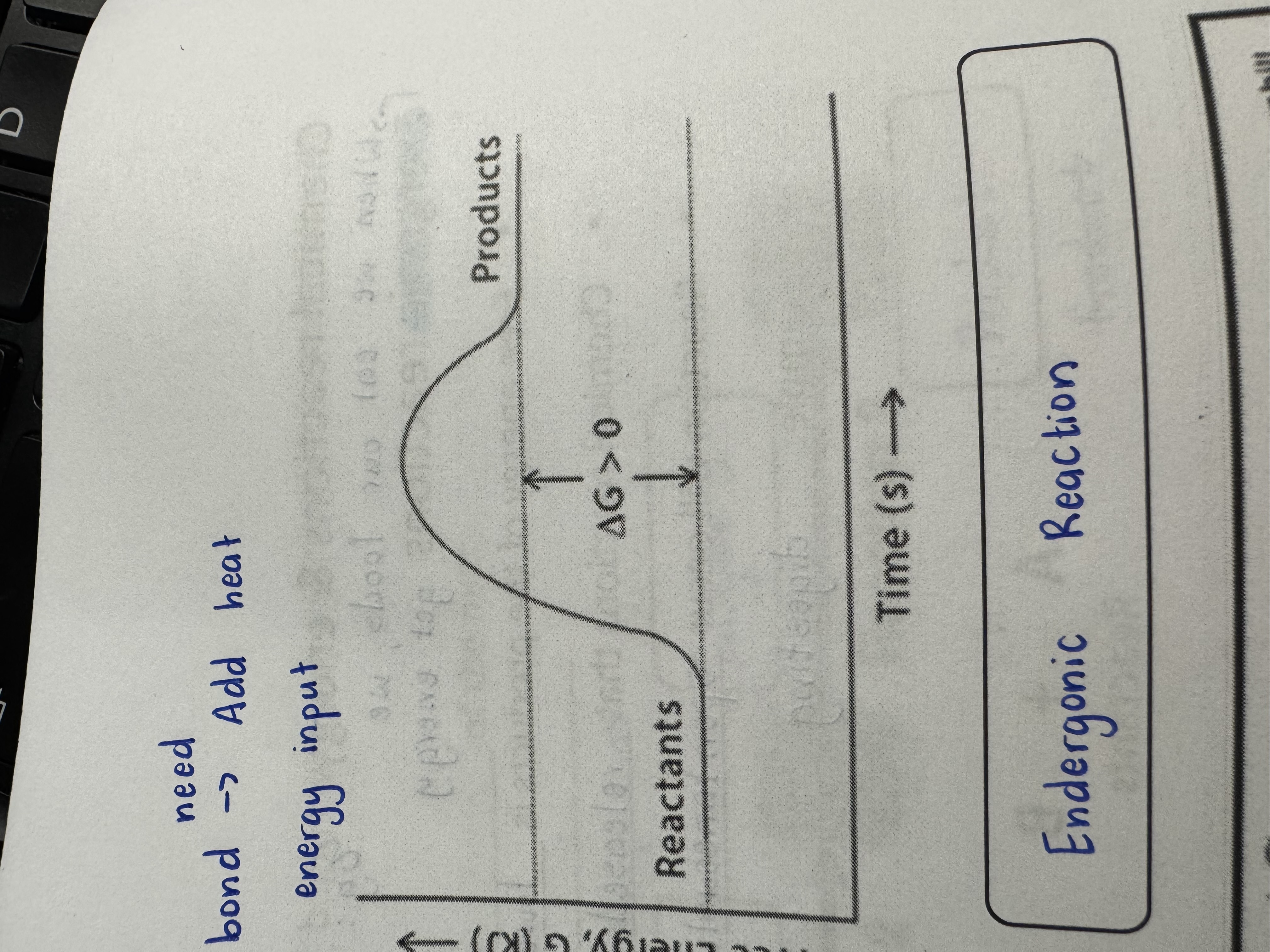 <p>Endergonic Reaction</p>