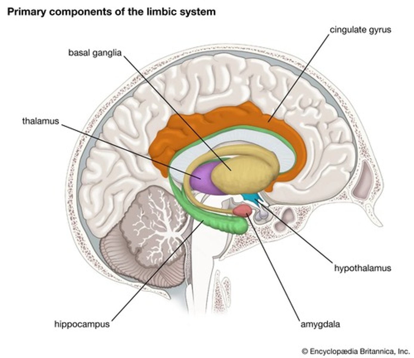 <p>Processes emotions, memories, and learning.</p>