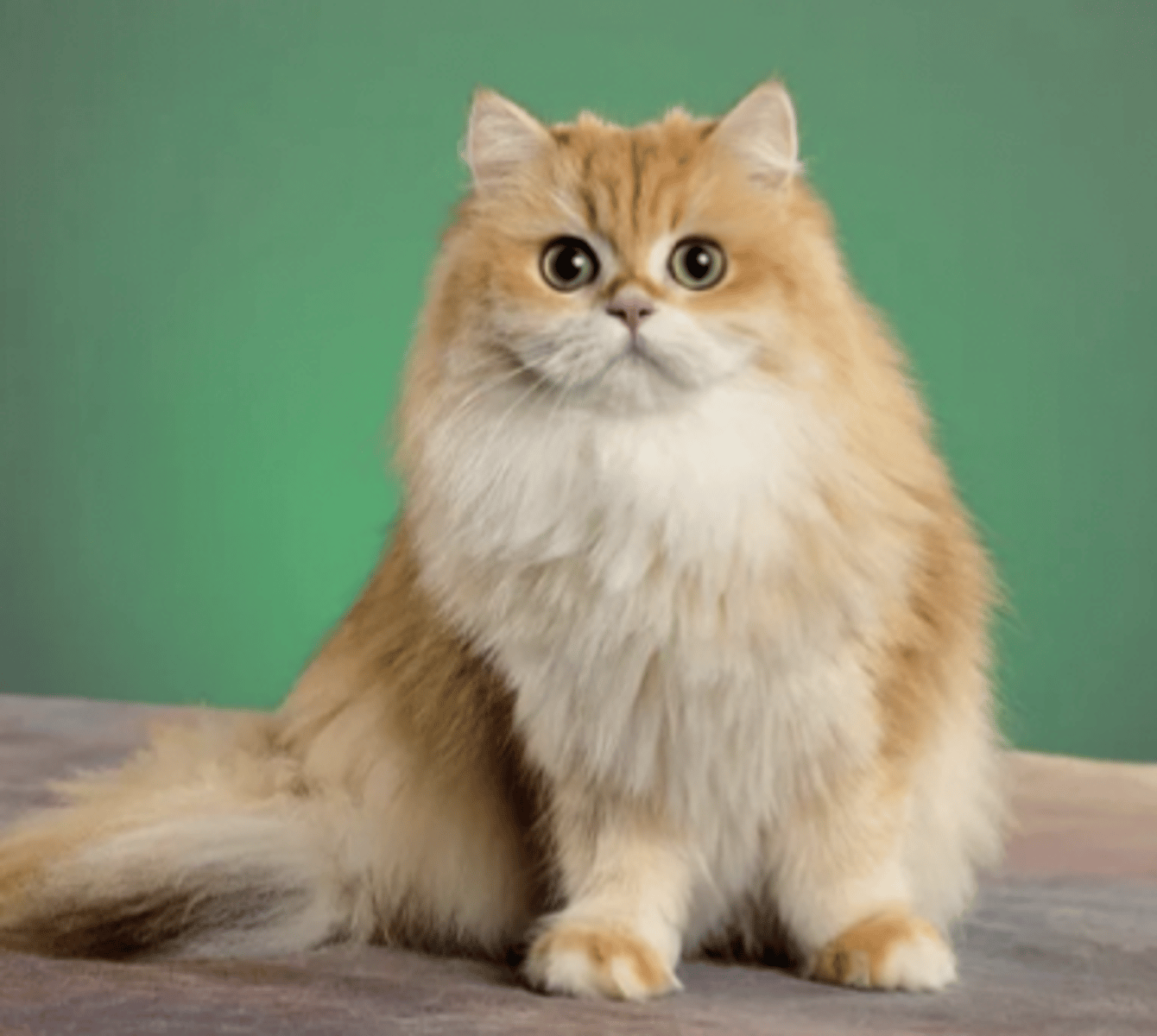 <p>huge eyes, fluffy</p>