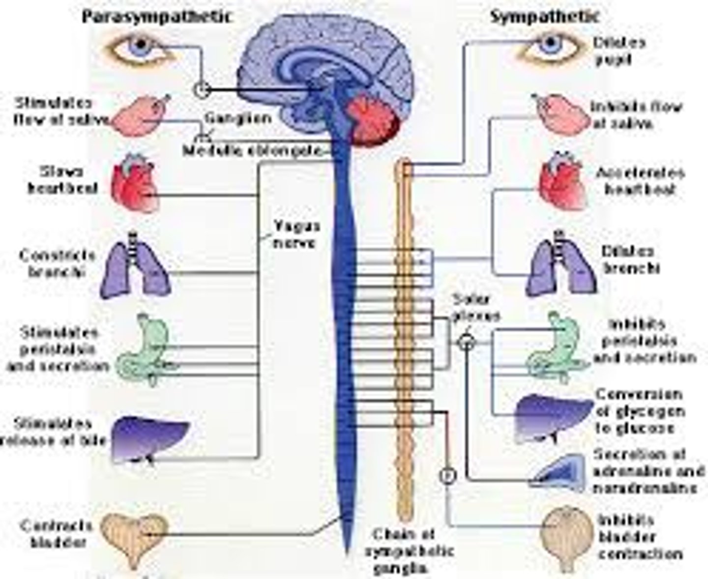<p>1) Performs maintenance activities and conserves body energy</p><p>- Involves the "D activities"- digestion, defecation, and diuresis (urination)</p><p>- Its activity is illustrated in a person who relaxes after a meal</p><p>---BP, HR, and respiratory rates are low</p><p>---GI tract activity is high</p><p>---Skin is warm and pupils are constricted</p>