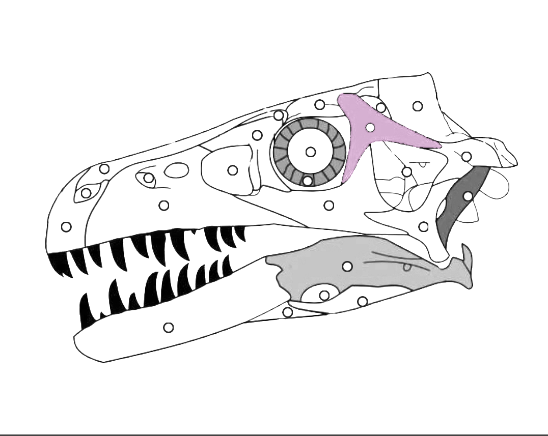 <p>What part of the dinosaur skull is this?</p>