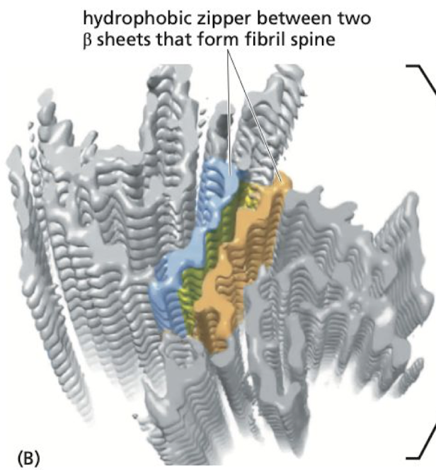 Amyloid Fibrosis

* beta sheets in brain misfold on top of each other creating giant stacks of proteins
* seen in neurological diseases like parkinson’s and alzheimer’s 