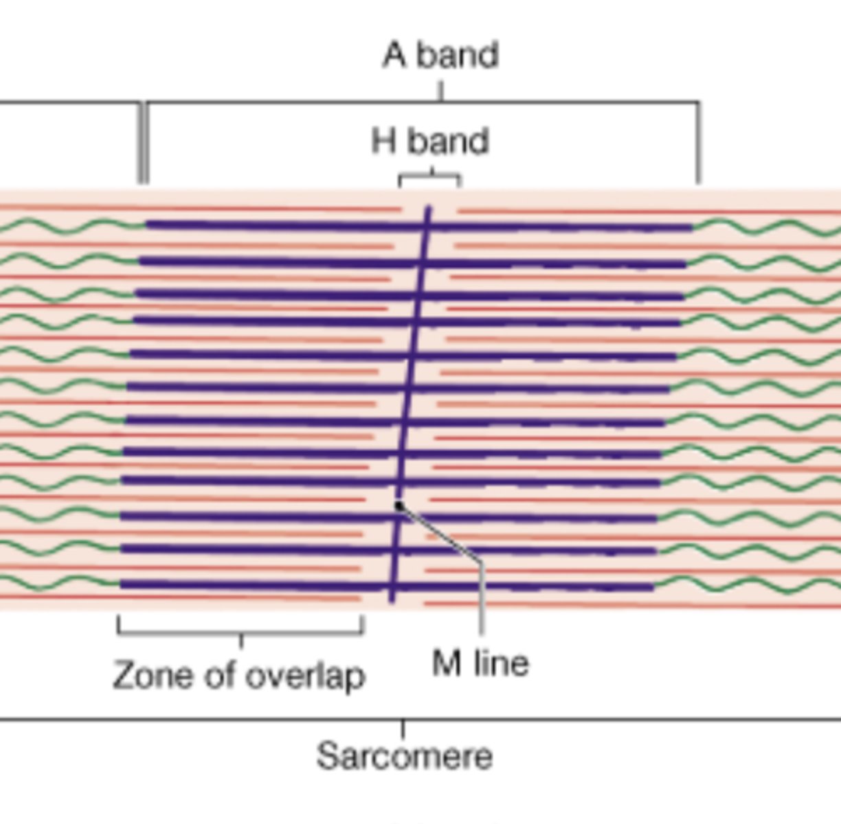 <p>The band where only thick myosin filaments present</p>