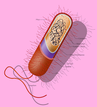 <p><span style="font-family: docs-Roboto, Helvetica, Arial, sans-serif">Looking at the image below, classify the cell as Prokaryote, Eukaryote (animal) or Eukaryote (plant)</span></p>