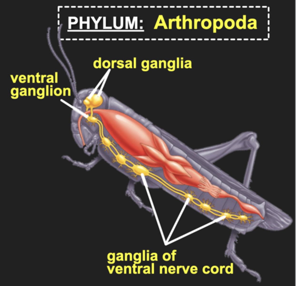 <p>- Head region with brain (dorsal and ventral pairs of ganglia)</p><p>- Sensory structures such as antennae and complex eyes</p><p>- Ventral nerve cord enlarges into a pair of ganglia within each body segment</p>