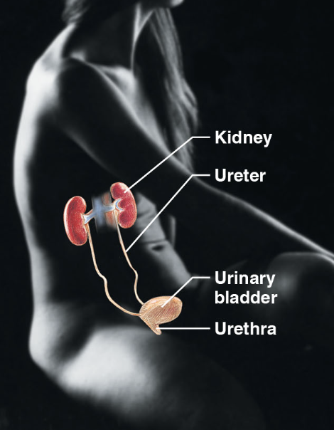 \-kidney, ureter, urinary bladder, urethra

\-eliminates nitrogenous waste from the body

\-regulates water, electrolyte, and acid-base balance of the blood 