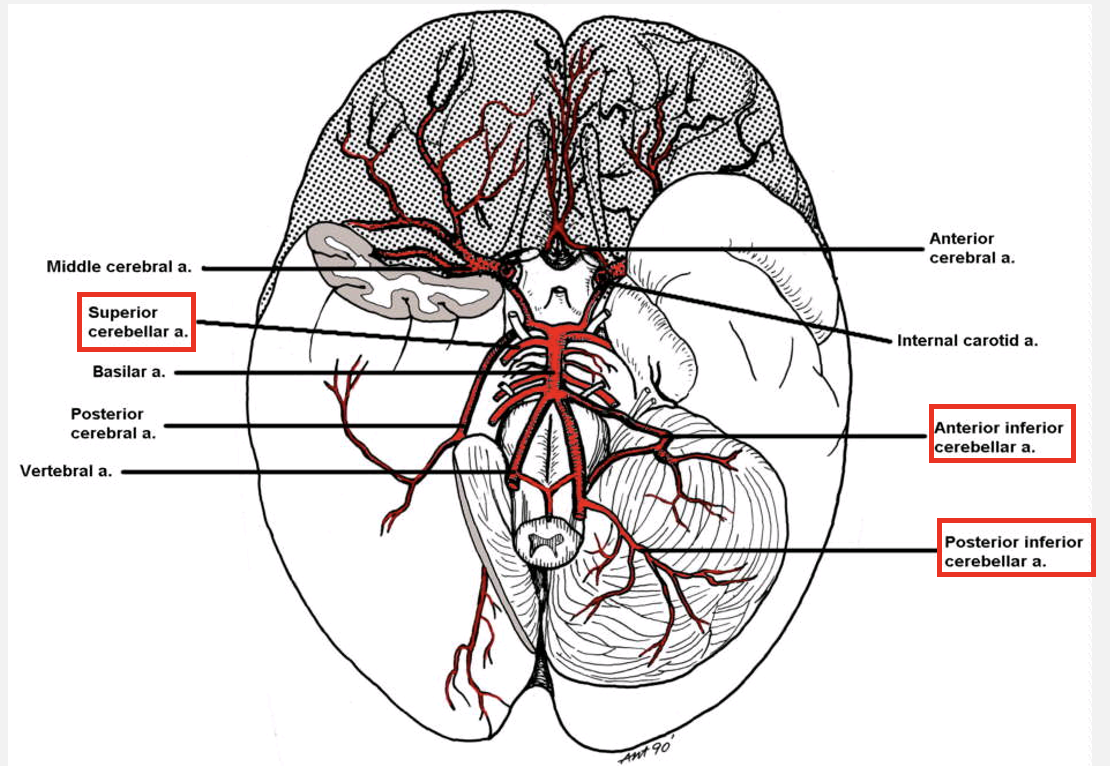 <p>there are three pairs of cerebellar arteries</p>