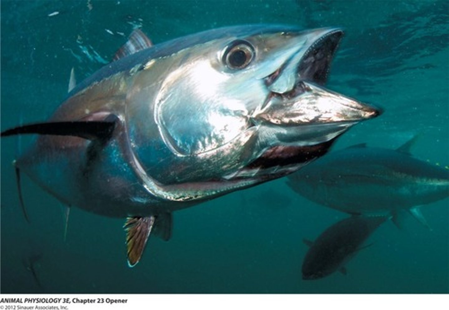 <p>Method of forcing water over gills by swimming with mouth open</p><p>-little energy usage</p><p>-tuna</p><p>-paddlefishes</p><p>-billfishes</p>