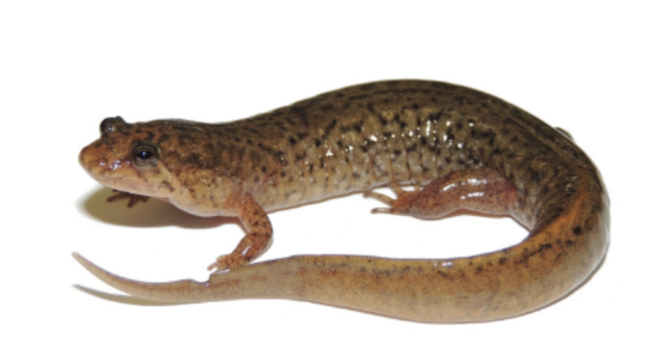 <p>northern dusky salamander</p>