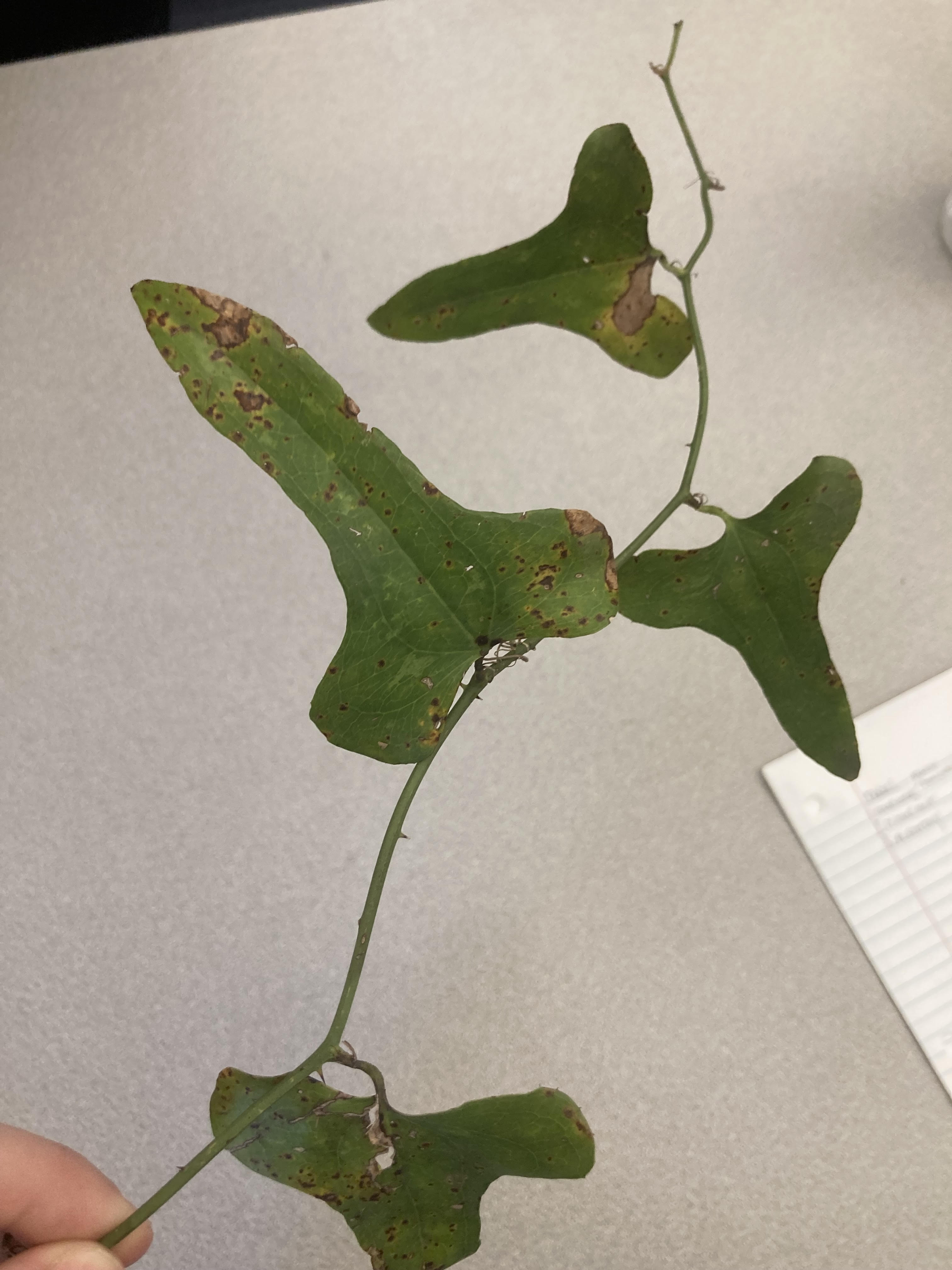 What is this plant?