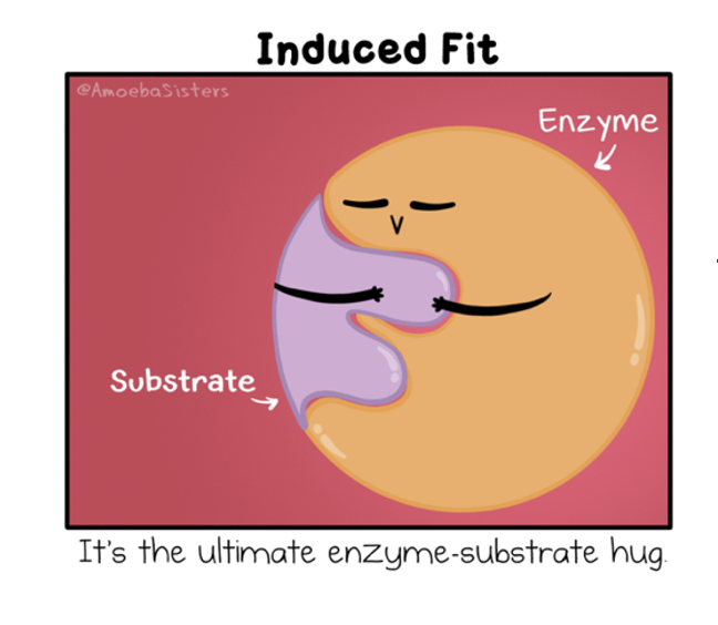 <p>The induced fit model states that when the enzyme and substrate join, they form weak bonds that cause the shape of the enzyme to change, creating complementary shapes.</p>