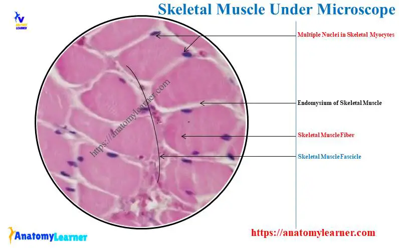 <p><span style="font-family: Arial; color: rgb(0, 0, 0)">Tissue: Muscle- Skeletal (Skeletal Muscle- Mammal)</span><br><span style="font-family: Arial; color: rgb(0, 0, 0)">Function: Contract to produce movement, maintains body temp, stabilizes joints</span><br><span style="font-family: Arial; color: rgb(0, 0, 0)">Location: Lungs</span><br><span style="font-family: Arial; color: rgb(0, 0, 0)">Only muscle that voluntarily contracts</span></p><p></p>