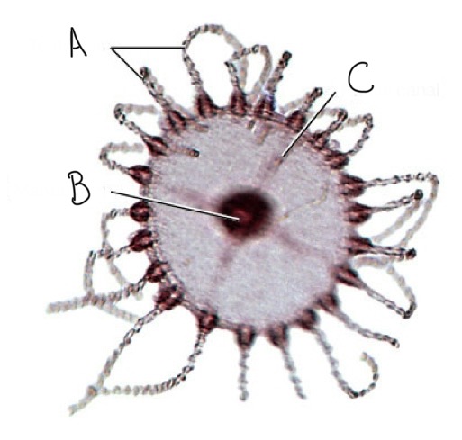 <p>What organism is this? Phyla and class? Name the parts labelled below corresponding to each part.</p>