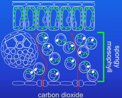 <ul><li><p>full of air spaces which allow co2 to diffuse from stomata through it to the palisade cells</p></li><li><p>other way round for o2 - palisade to spongy to stomata</p></li></ul>