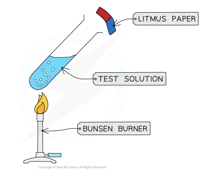 <ul><li><p>Ammonia turns damp&nbsp;<strong>red</strong>&nbsp;litmus paper&nbsp;<strong>blue</strong></p></li><li><p>Hold the litmus paper near the mouth of the test tube, but be careful to avoid touching the sides of the test tube</p></li></ul><p></p>