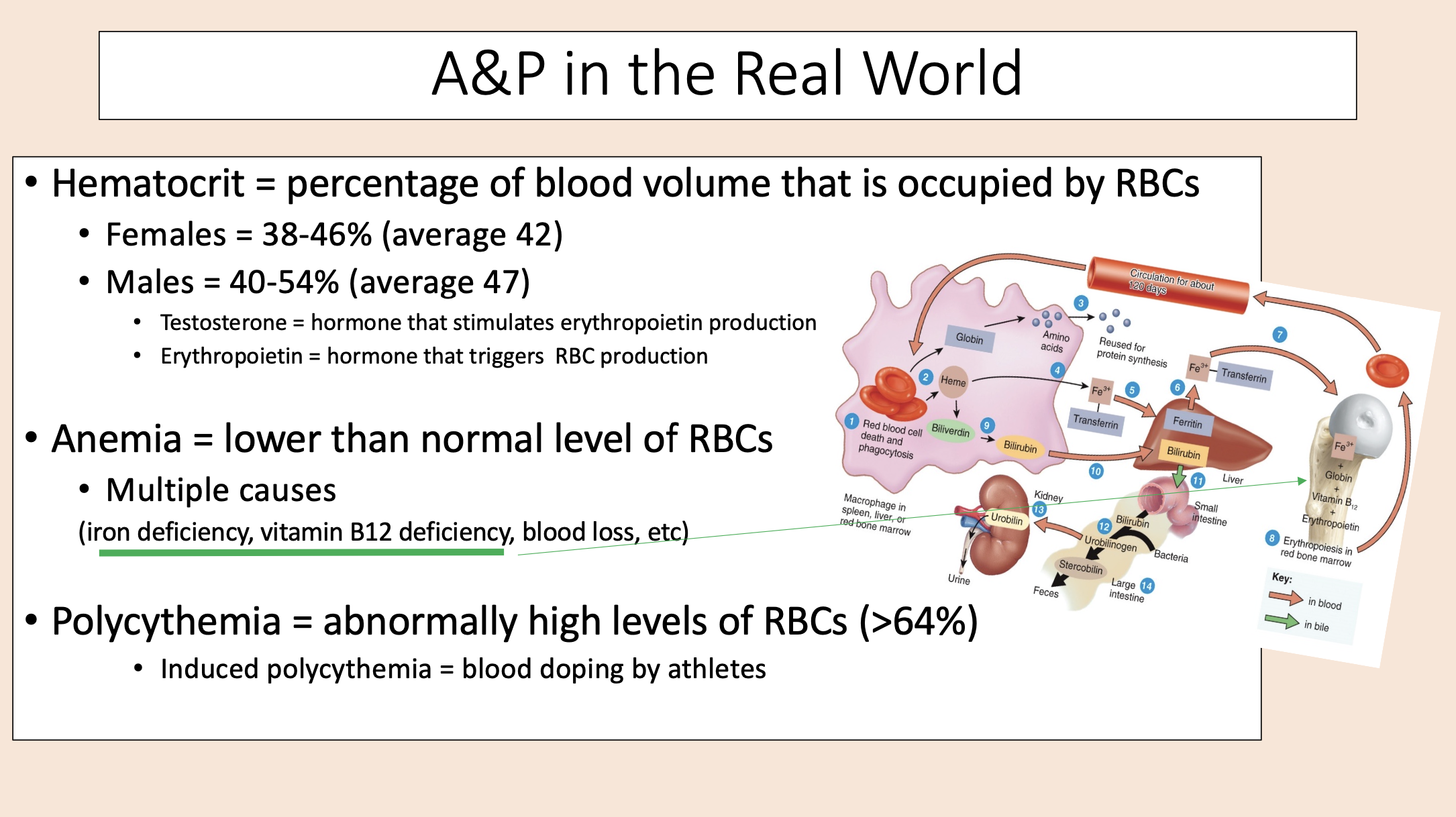<p><span><span>Lower than normal level of RBCs. </span></span></p>