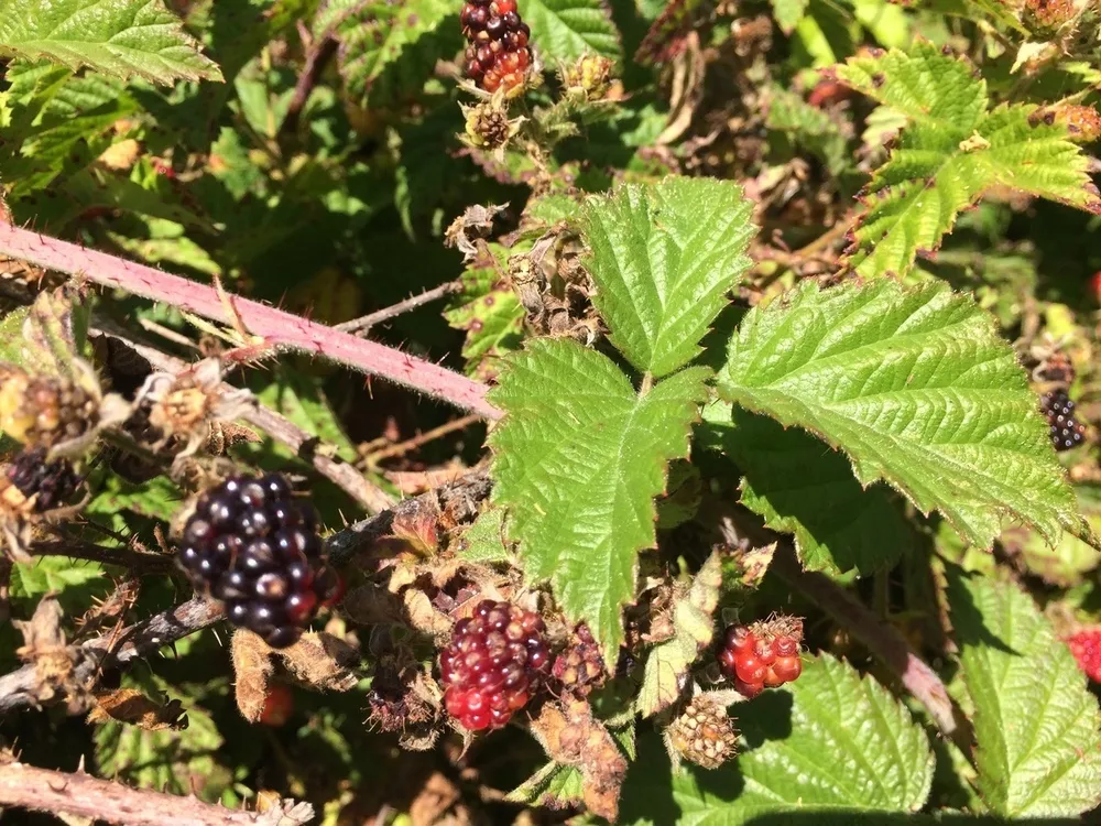<p>California blackberry</p>