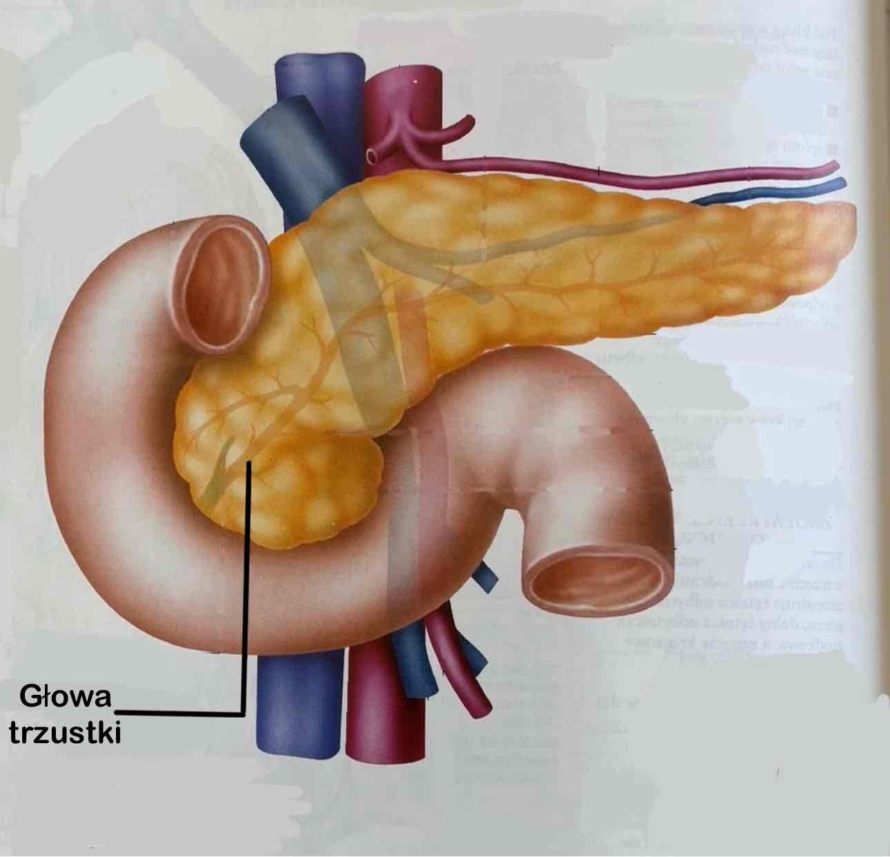 <p>Caput pancreatis</p>