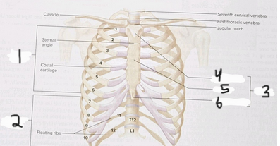 <p>What is structure #4?</p>