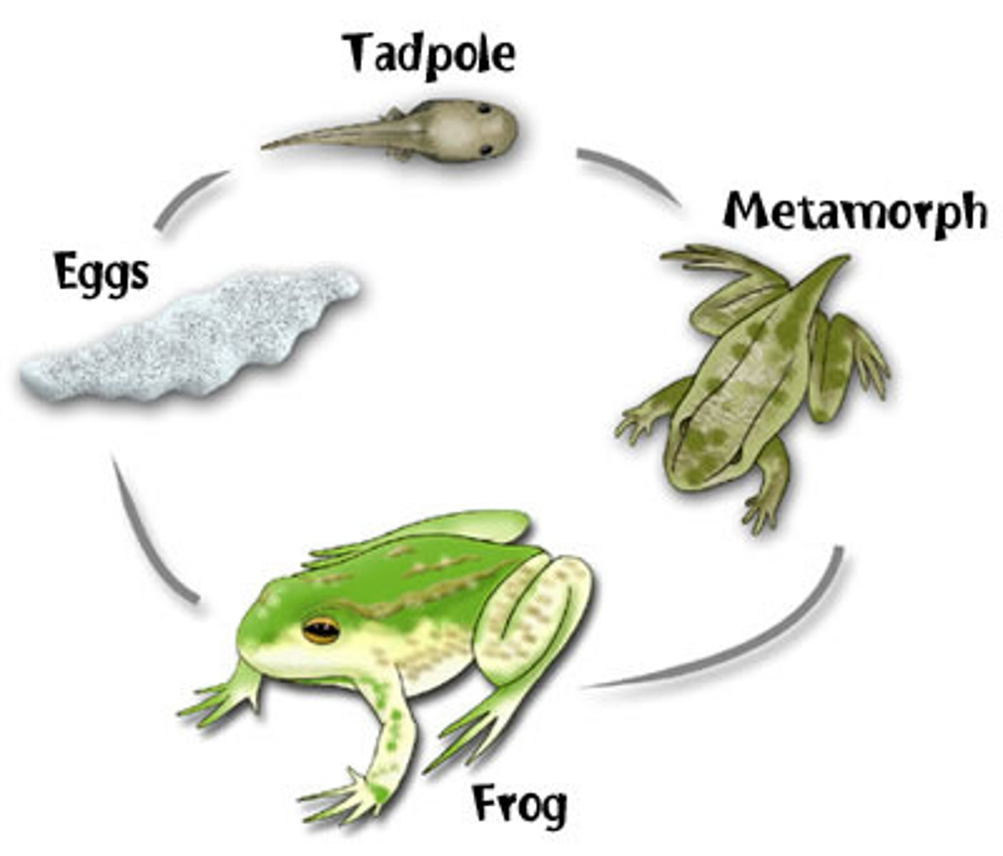 <p>series of changes in the life cycle of a frog (limbs develop, lungs replace gills, the tail disappears); can occur in water or in a mother's stomach</p>