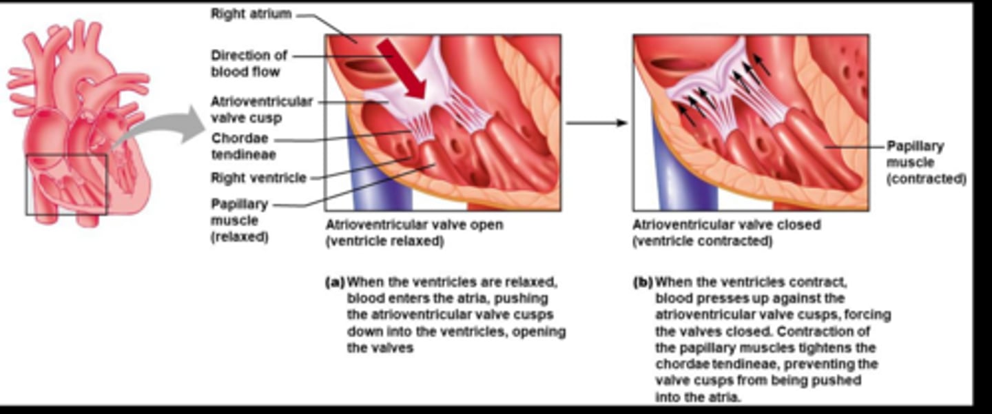 <p>-Contraction phase</p><p>-Build up of pressure in ventricles</p><p>-Isovolumetric (both valves closed , no blood movement to build pressure)</p><p>-Ejection = blood goes into aorta via opening of semilunar valves</p>